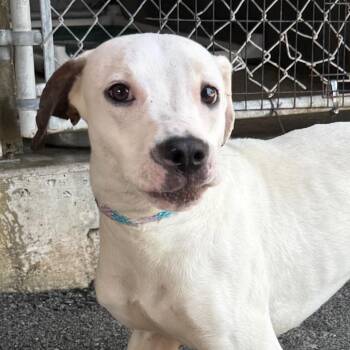 Gigi -  Mixed Breed Dog for Adoption in Jacksonville, Arkansas - Gigi | PetCurious