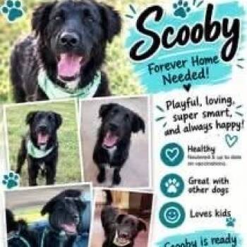 Scooby -  Labradoodle Dog for Adoption in Williston, Vermont - Scooby | PetCurious