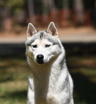 Siberian Husky Dogs Available for Adoption in Campbell, California - Dandy | PetCurious