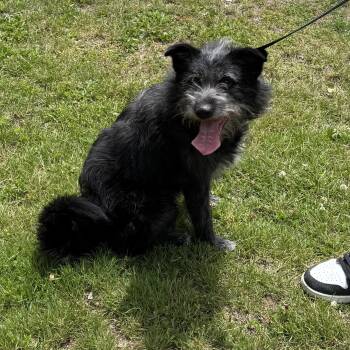 Meet JACK - Friendly Male Medium Sized terrier, COURTESY POSTING -  Terrier and Schnauzer Dog for Adoption in Clifton, New Jersey - Meet JACK - Friendly Male Medium Sized Terrier, COURTESY POSTING | PetCurious