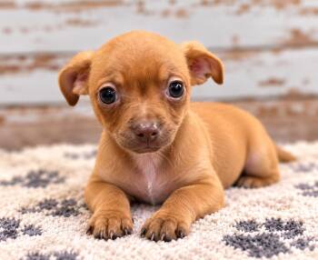 Nurture -  Chihuahua Dog for Adoption in Sumter, South Carolina - Nurture | PetCurious