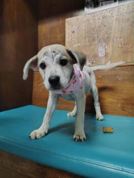 Astra - abandoned A Litter of 4 -  Australian Cattle Dog Blue Heeler and Hound Dog for Adoption in Horn Lake, Mississippi - Astra - Abandoned A Litter Of 4 | PetCurious
