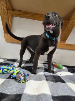 Zinnia -  Mixed Breed Dog for Adoption in Roosevelt, Utah - Zinnia | PetCurious