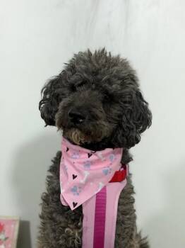 Barney-One of our Amazing Rescue Dogs -  Labradoodle and Poodle Dog for Adoption in Carlsbad, California - Barney-One Of Our Amazing Rescue Dogs | PetCurious