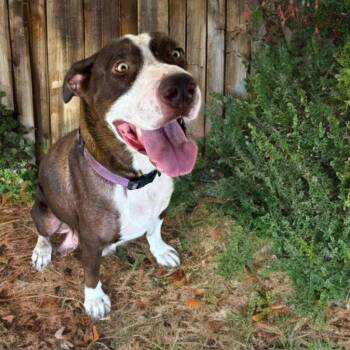Rescue Pointer and Pit Bull Terrier Dogs for Adoption in Phoenix, Arizona - Maple | PetCurious