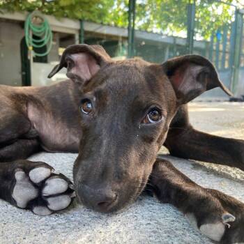 Rescue Mixed Breed Dogs for Adoption in Vaughan, Ontario - Alvin | PetCurious