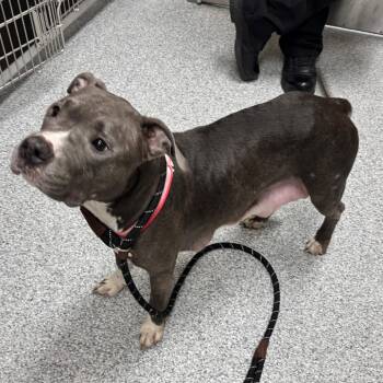 Royalty -  American Staffordshire Terrier Dog for Adoption in Grand Rapids, Michigan - Royalty | PetCurious
