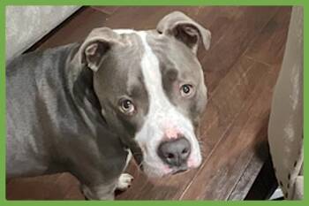 Bleux -  Pit Bull Terrier Dog for Adoption in Amherst, Massachusetts - Bleux | PetCurious