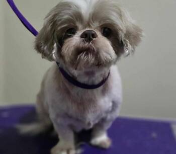 Shih Tzu Dogs Available for Adoption in West Peoria, Illinois - Teddy | PetCurious