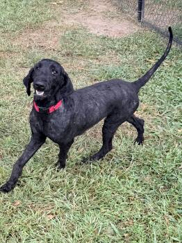 DeeDee -  Goldendoodle Dog for Adoption in Baker, Louisiana - DeeDee | PetCurious