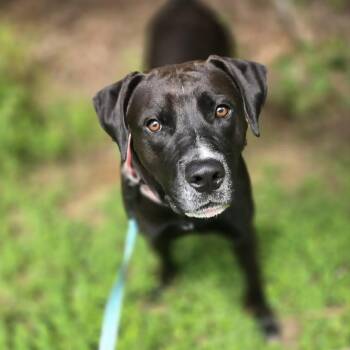 Poe -  Labrador Retriever Dog for Adoption in Orange, Virginia - Poe | PetCurious
