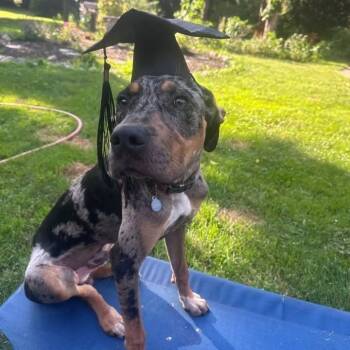 Auggie -  Bluetick Coonhound and Catahoula Leopard Dog Dog for Adoption in Attica, Michigan - Auggie | PetCurious