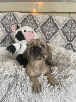 Dachshund and Pug Dogs Available for Adoption - Papa Cody Pups (Calyra) | PetCurious