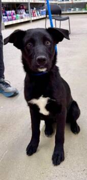 Labrador Retriever and Cattle Dog Dogs Available for Adoption in Fort Lupton, Colorado - Shawn 2 | PetCurious