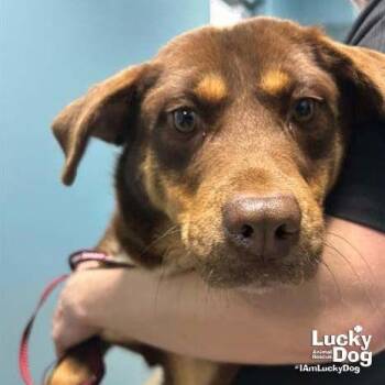 Beagle Dogs Available for Adoption - Emmy | PetCurious