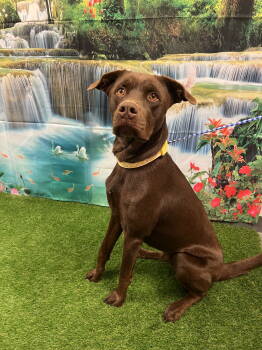 Rescue Chocolate Labrador Retriever Dogs for Adoption in Euless, Texas - Raleigh | PetCurious