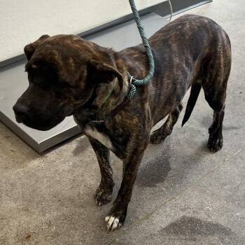 111282 -  Mixed Breed Dog for Adoption in Las Cruces, New Mexico - 111282 | PetCurious