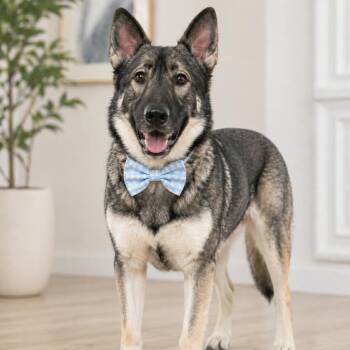 German Shepherd Dog and Siberian Husky Dogs Available for Adoption in Lucas, Texas - ANDREW GS | PetCurious