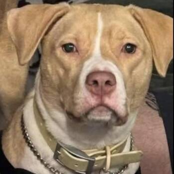 Senna -  American Staffordshire Terrier Dog for Adoption in Wantagh, New York - Senna | PetCurious