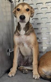 A431752 -  Siberian Husky and Mixed Breed Dog for Adoption in Conroe, Texas - A431752 | PetCurious