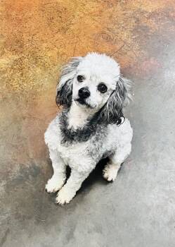 Rescue Miniature Poodle Dogs for Adoption in Council Bluffs, Iowa - Chico | PetCurious