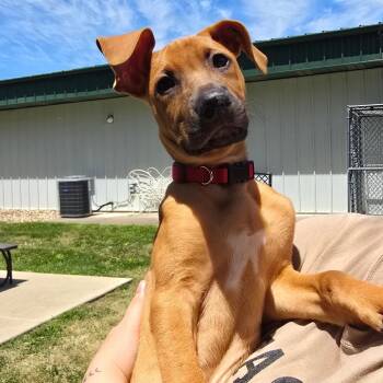 Charlie -  Mixed Breed Dog Available for Adoption in Milan, Illinois - Charlie | PetCurious