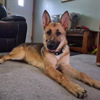 Aspen -  German Shepherd Dog Dog for Adoption in Van Horne, Iowa - Aspen | PetCurious