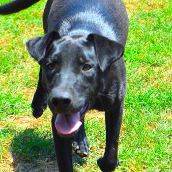 Rescue Black Labrador Retriever and German Shepherd Dog Dogs for Adoption in Athens, Alabama - Inko | PetCurious