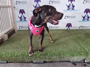 MAISIE -  Pit Bull Terrier and Mixed Breed Dog for Adoption in Orlando, Florida - MAISIE | PetCurious