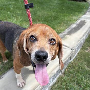 Scout -  Beagle Dog for Adoption in Paramus, New Jersey - Scout | PetCurious