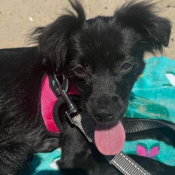 Terrier Dogs Available for Adoption in Los Angeles, California - Dinah Jane | PetCurious