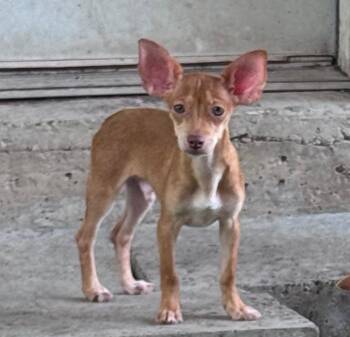 Dobby -  Chihuahua Dog for Adoption in Crystal Lake, Illinois - Dobby | PetCurious