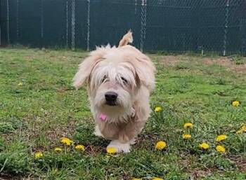 Shih Tzu and Dandie Dinmont Terrier Dogs Available for Adoption in Springfield, Massachusetts - FLUFFERNUTTER | PetCurious