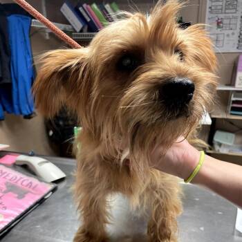 Chewbacca -  Cairn Terrier Dog for Adoption in Newport, North Carolina - Chewbacca | PetCurious