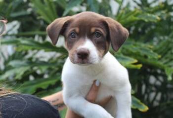 Brisket -  Hound and Mixed Breed Dog for Adoption in Brunswick, Georgia - Brisket | PetCurious