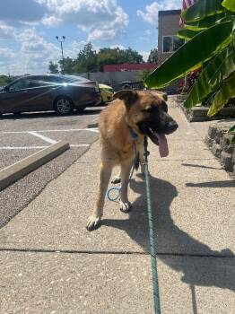 Silly Goose -  Mixed Breed Dog for Adoption in Cincinnati, Ohio - Silly Goose | PetCurious