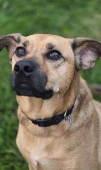 Barry -  Black Mouth Cur Dog for Adoption in Indiana, Pennsylvania - Barry | PetCurious