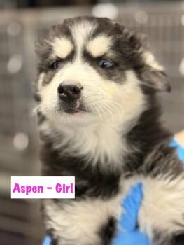 Siberian Husky and Great Pyrenees Dogs Available for Adoption - Aspen | PetCurious