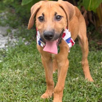 Tobias -  Coonhound and Rhodesian Ridgeback Dog for Adoption in New Orleans, Louisiana - Tobias | PetCurious