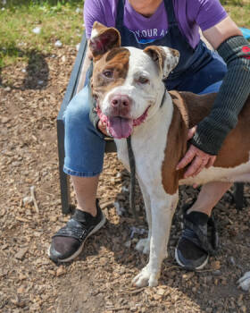 Rescue Mixed Breed Dogs for Adoption in Chamblee, Georgia - Motto | PetCurious