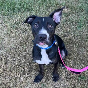 Sky -  Pit Bull Terrier Dog for Adoption in Crookston, Minnesota - Sky | PetCurious