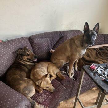 Shepherd and Mixed Breed Dogs Available for Adoption in Glendale, Arizona - Marvel | PetCurious