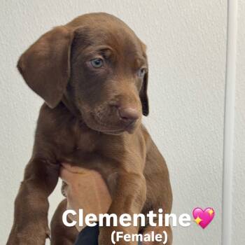 Rescue Chocolate Labrador Retriever Dogs for Adoption in Los Angeles, California - Clementine A2245378 | PetCurious
