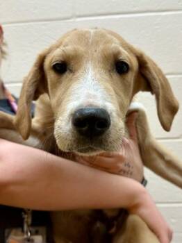 Mixed Breed Dogs Available for Adoption in Wichita, Kansas - Fred | PetCurious