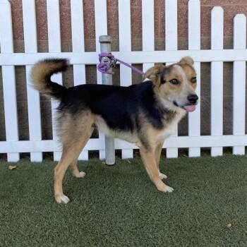 Rescue Australian Shepherd and Mixed Breed Dogs for Adoption in Modesto, California - C.D. | PetCurious