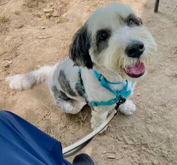 Lucy -  Miniature Poodle and Bernese Mountain Dog Dog for Adoption in Scituate, Massachusetts - Lucy | PetCurious
