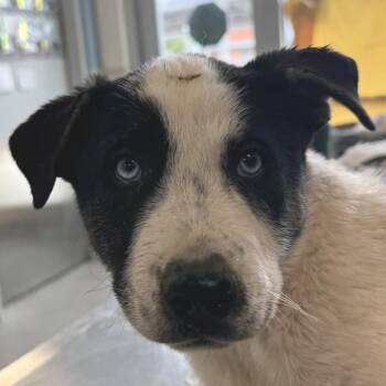 Mixed Breed Dogs Available for Adoption in Las Cruces, New Mexico - 106141 | PetCurious