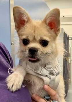 Taco -  Chihuahua and Terrier Dog for Adoption in Winter Haven, Florida - Taco | PetCurious