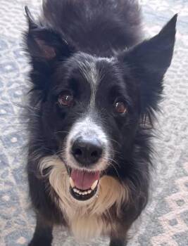 Border Collie Dogs Available for Adoption - Olivia | PetCurious