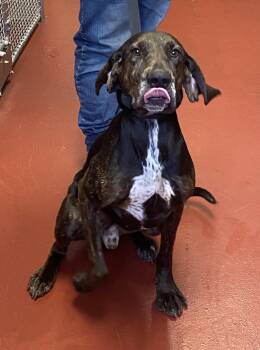 Rescue Plott Hound and Hound Dogs for Adoption in Hot Springs, Virginia - Aspen | PetCurious